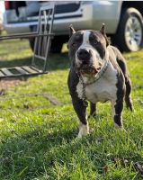 American Bully Puppies for sale in Lima, OH, USA. price: NA