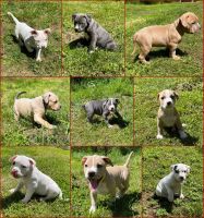 American Bully Puppies for sale in Nashville, TN, USA. price: NA