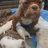 American Bully Puppies for sale in Fort Lauderdale, FL, USA. price: NA