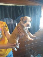 American Bully Puppies for sale in Florissant, MO, USA. price: NA
