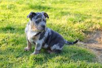 American Bully Puppies for sale in Colton, CA 92324, USA. price: NA