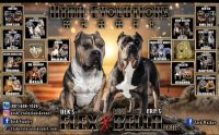 American Bully Puppies for sale in 2201 S 1520 W, Syracuse, UT 84075, USA. price: NA