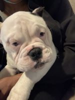 American Bully Puppies for sale in New Haven, CT 06511, USA. price: NA