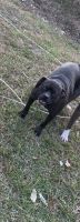 American Bully Puppies for sale in Georgetown, SC 29440, USA. price: NA