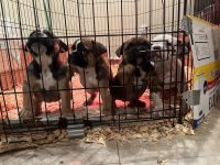 American Bully Puppies for sale in Logan, UT, USA. price: NA