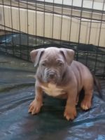 American Bully Puppies for sale in Morrisville, PA 19067, USA. price: NA
