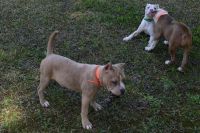 American Bully Puppies for sale in Bessemer, AL, USA. price: NA
