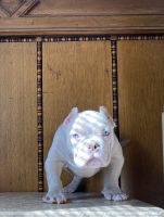 American Bully Puppies for sale in Rochester, NY 14621, USA. price: NA
