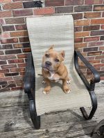 American Bully Puppies for sale in Buxton, NC 27920, USA. price: NA