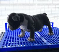 American Bully Puppies for sale in Dacula, GA 30019, USA. price: NA