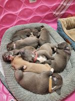 American Bully Puppies for sale in San Antonio, TX, USA. price: NA