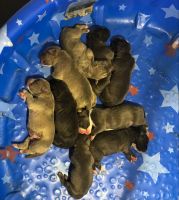 American Bully Puppies for sale in Raleigh, NC, USA. price: NA