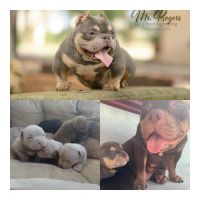 American Bully Puppies for sale in Kissimmee, FL 34741, USA. price: NA