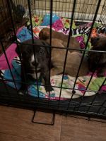 American Bully Puppies for sale in West Monroe, LA, USA. price: NA