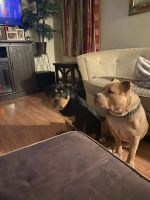 American Bully Puppies for sale in Gloucester Township, NJ, USA. price: NA