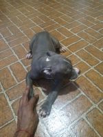 American Bully Puppies for sale in Selma, NC, USA. price: NA