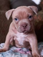 American Bully Puppies for sale in Jerome, ID 83338, USA. price: NA