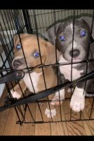 American Bully Puppies for sale in Clearwater, FL, USA. price: NA