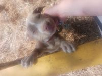 American Bully Puppies for sale in Red Bluff, CA 96080, USA. price: NA