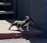 American Bully Puppies for sale in Mesa, AZ, USA. price: NA