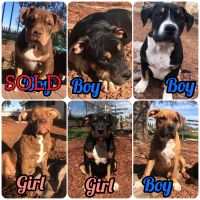 American Bully Puppies for sale in Sacramento, CA, USA. price: NA