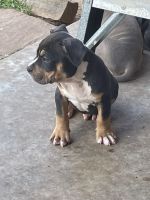 American Bully Puppies for sale in Oklahoma City, OK, USA. price: NA