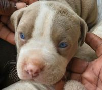 American Bully Puppies for sale in Franklinton, LA 70438, USA. price: NA
