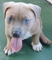 American Bully Puppies for sale in Clearwater, FL, USA. price: NA
