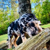 American Bully Puppies for sale in Jasper, TX 75951, USA. price: NA