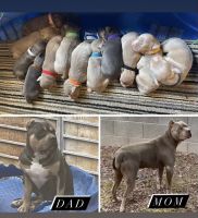 American Bully Puppies for sale in Tucson, AZ, USA. price: NA