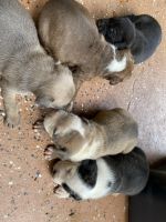 American Bully Puppies for sale in Covington, LA, USA. price: NA