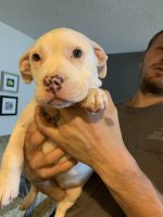 American Bully Puppies for sale in Wakonda, SD 57073, USA. price: NA