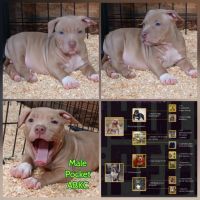 American Bully Puppies for sale in Bushnell, FL 33513, USA. price: NA