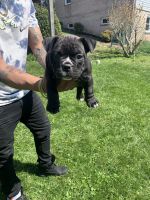 American Bully Puppies for sale in NEW CUMBERLND, PA 17070, USA. price: NA
