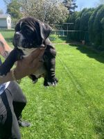 American Bully Puppies for sale in NEW CUMBERLND, PA 17070, USA. price: NA