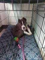 American Bully Puppies for sale in Green Bay, WI, USA. price: NA