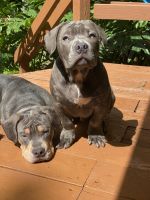 American Bully Puppies for sale in Jacksonville Beach, FL, USA. price: NA