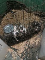 American Bully Puppies for sale in Haines City, FL, USA. price: NA