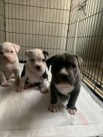 American Bully Puppies for sale in San Antonio, TX 78253, USA. price: NA