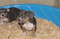 American Bully Puppies for sale in Spartanburg, SC, USA. price: NA