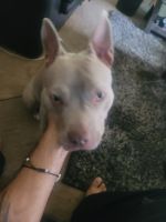 American Bully Puppies for sale in Las Vegas, NV 89110, USA. price: NA