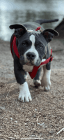 American Bully Puppies for sale in Banning, CA, USA. price: NA