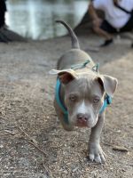 American Bully Puppies for sale in Banning, CA, USA. price: NA
