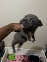 American Bully Puppies for sale in Violet, LA, USA. price: NA