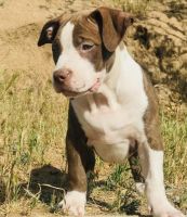 American Bully Puppies for sale in Riverside County, CA, USA. price: NA
