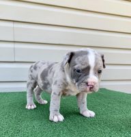American Bully Puppies for sale in Wallace, NC 28466, USA. price: NA
