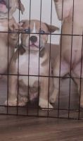 American Bully Puppies for sale in Federal Way, WA 98003, USA. price: NA