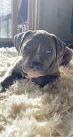 American Bully Puppies for sale in Pooler, GA, USA. price: NA