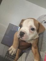 American Bully Puppies for sale in Tampa, FL, USA. price: NA