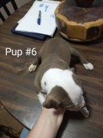 American Bully Puppies for sale in Orange, VA 22960, USA. price: NA